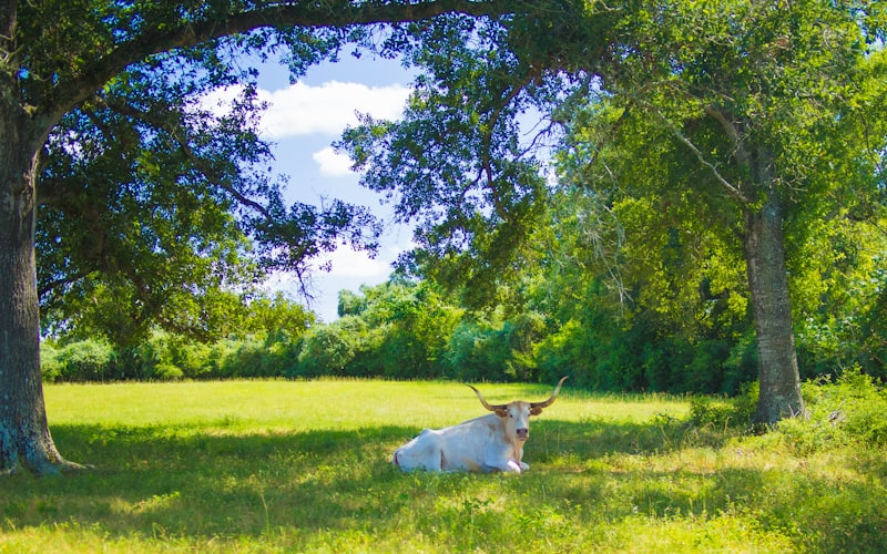 A Texas longhorn resting in green ranch land near Brookshire, west of Katy